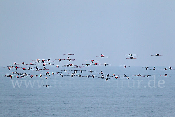 Rosaflamingo (Phoenicopterus roseus)