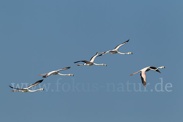 Rosaflamingo (Phoenicopterus roseus)