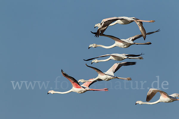 Rosaflamingo (Phoenicopterus roseus)