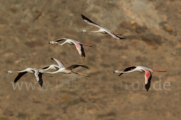 Rosaflamingo (Phoenicopterus roseus)