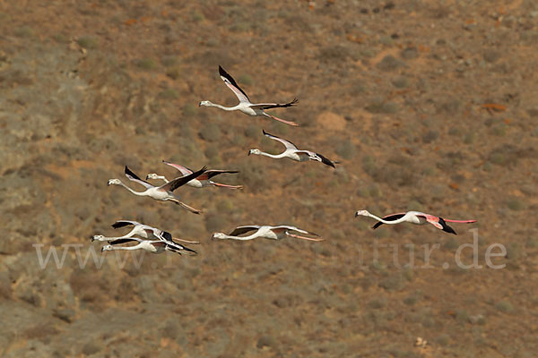 Rosaflamingo (Phoenicopterus roseus)