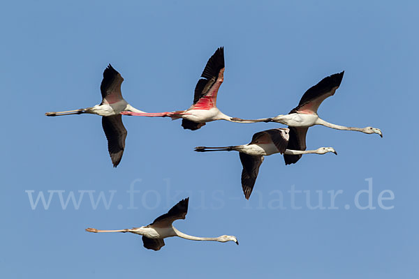 Rosaflamingo (Phoenicopterus roseus)