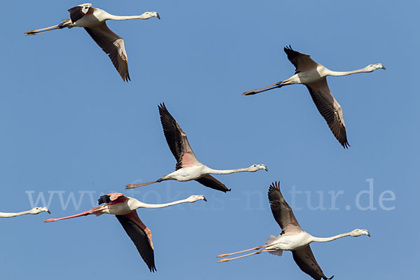 Rosaflamingo (Phoenicopterus roseus)