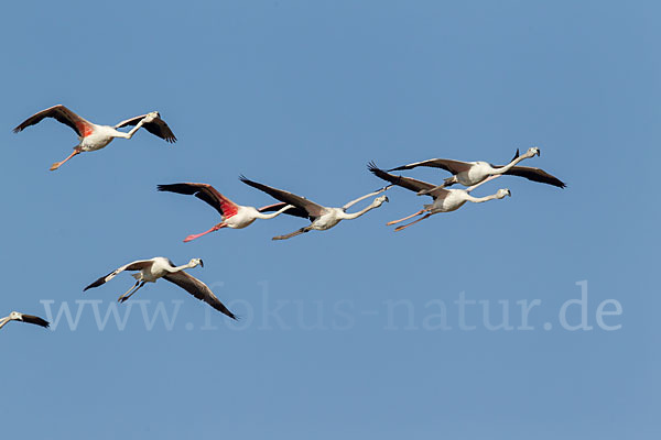 Rosaflamingo (Phoenicopterus roseus)