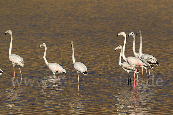 Rosaflamingo (Phoenicopterus roseus)