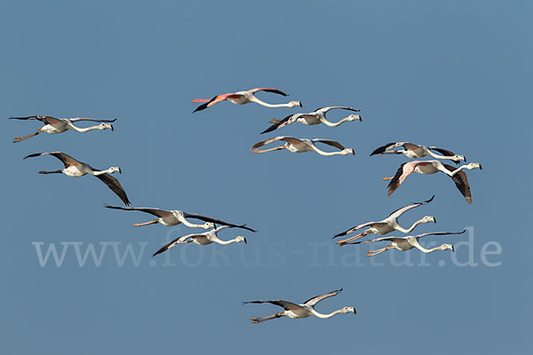 Rosaflamingo (Phoenicopterus roseus)