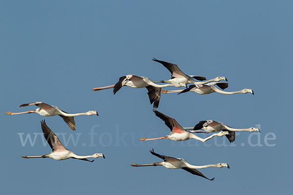 Rosaflamingo (Phoenicopterus roseus)