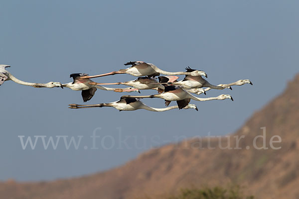 Rosaflamingo (Phoenicopterus roseus)