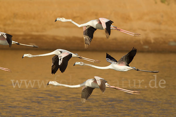 Rosaflamingo (Phoenicopterus roseus)