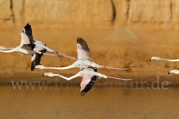 Rosaflamingo (Phoenicopterus roseus)