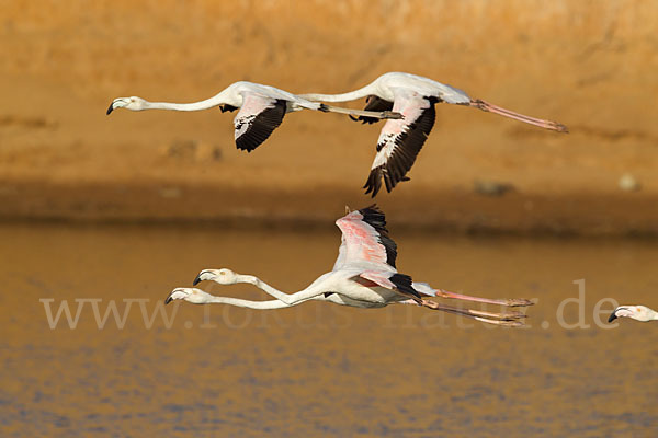 Rosaflamingo (Phoenicopterus roseus)