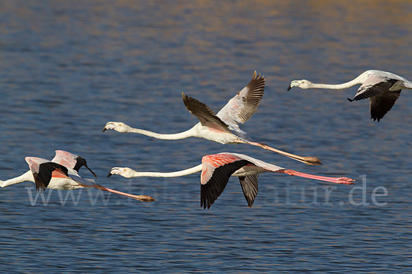 Rosaflamingo (Phoenicopterus roseus)