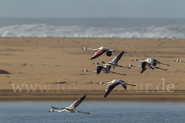 Rosaflamingo (Phoenicopterus roseus)