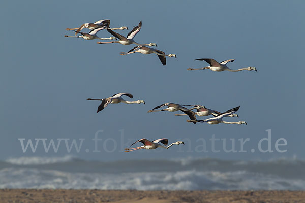 Rosaflamingo (Phoenicopterus roseus)