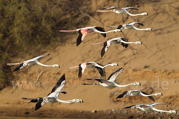 Rosaflamingo (Phoenicopterus roseus)