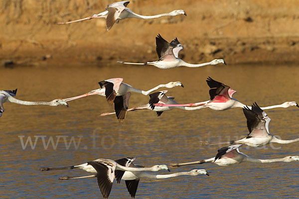 Rosaflamingo (Phoenicopterus roseus)