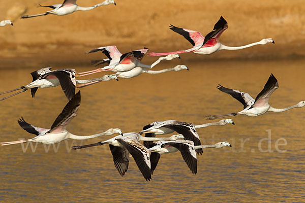 Rosaflamingo (Phoenicopterus roseus)