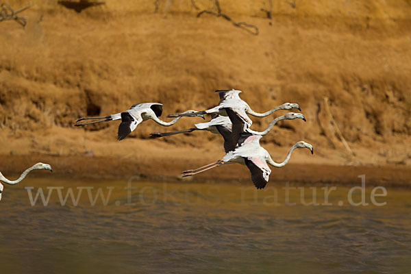 Rosaflamingo (Phoenicopterus roseus)