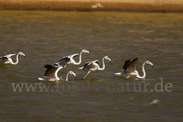 Rosaflamingo (Phoenicopterus roseus)