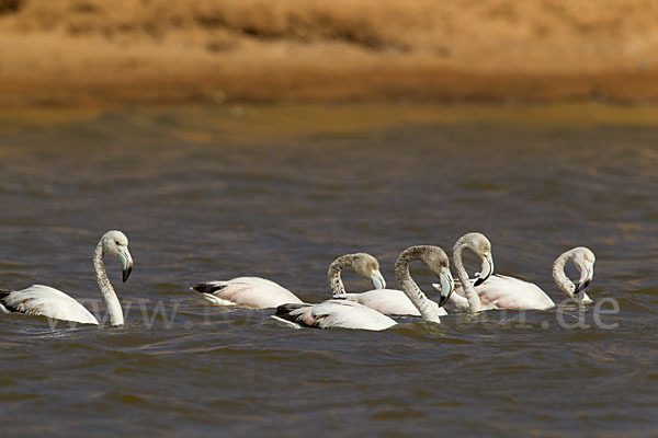 Rosaflamingo (Phoenicopterus roseus)