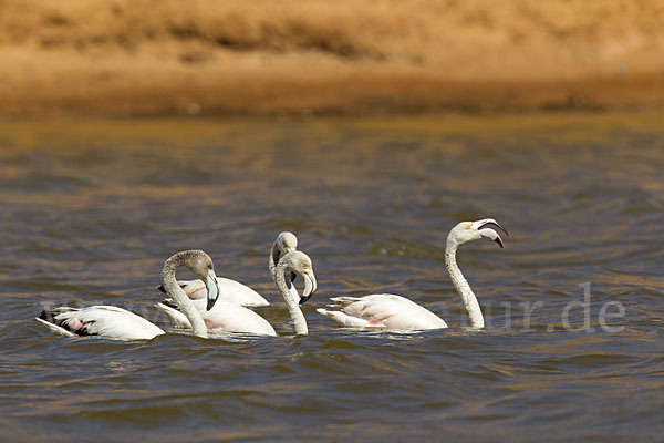 Rosaflamingo (Phoenicopterus roseus)