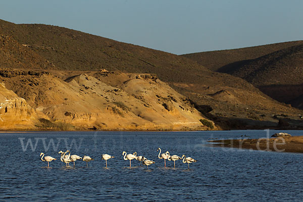 Rosaflamingo (Phoenicopterus roseus)