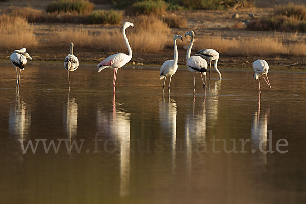 Rosaflamingo (Phoenicopterus roseus)