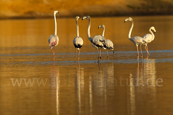 Rosaflamingo (Phoenicopterus roseus)