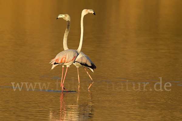 Rosaflamingo (Phoenicopterus roseus)