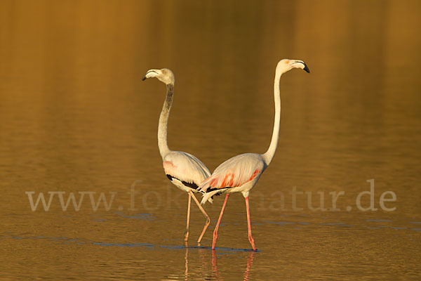 Rosaflamingo (Phoenicopterus roseus)