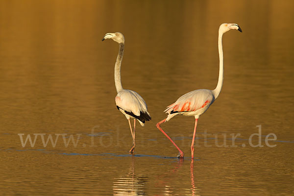 Rosaflamingo (Phoenicopterus roseus)