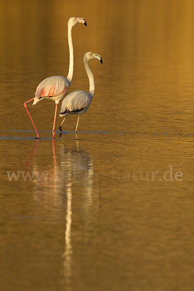 Rosaflamingo (Phoenicopterus roseus)