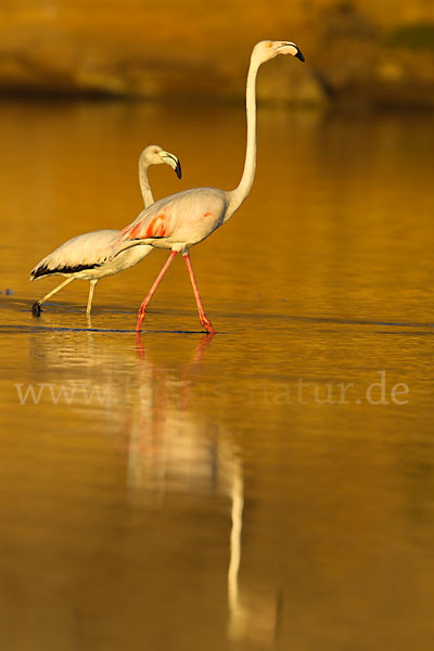 Rosaflamingo (Phoenicopterus roseus)