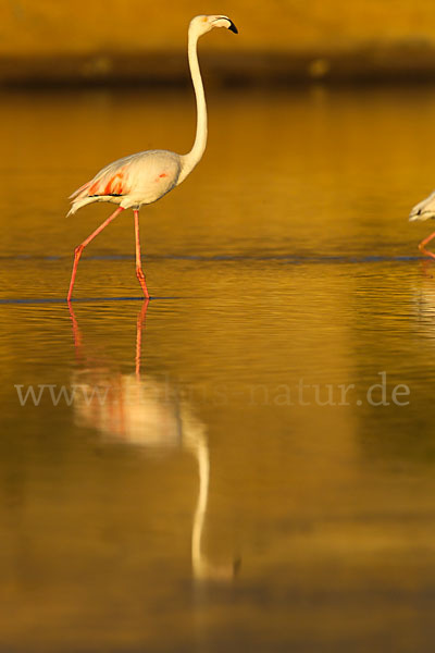 Rosaflamingo (Phoenicopterus roseus)