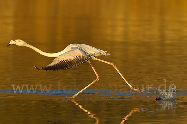 Rosaflamingo (Phoenicopterus roseus)