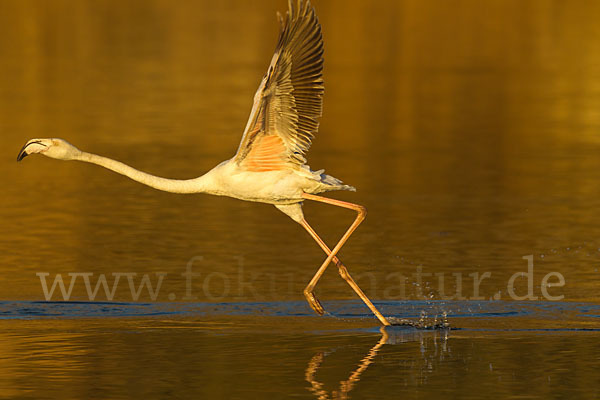 Rosaflamingo (Phoenicopterus roseus)