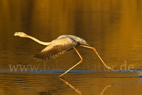 Rosaflamingo (Phoenicopterus roseus)