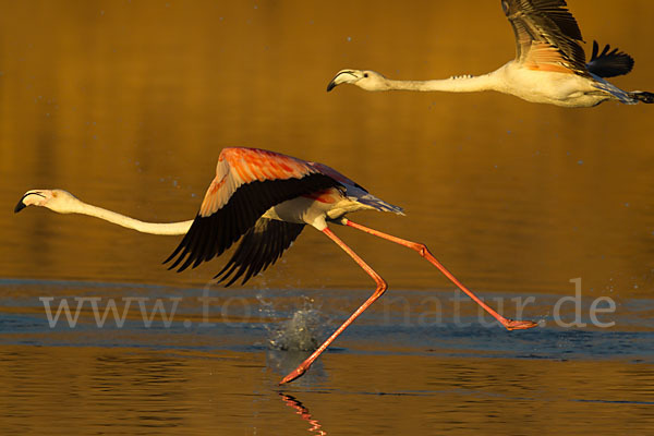 Rosaflamingo (Phoenicopterus roseus)