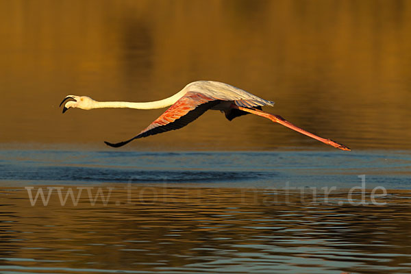 Rosaflamingo (Phoenicopterus roseus)