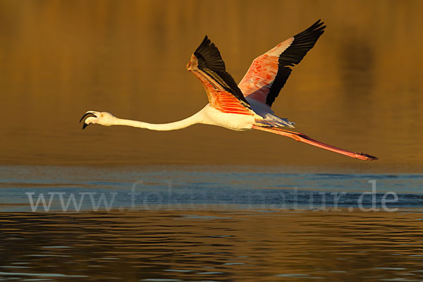 Rosaflamingo (Phoenicopterus roseus)