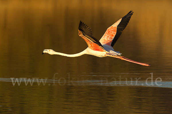 Rosaflamingo (Phoenicopterus roseus)