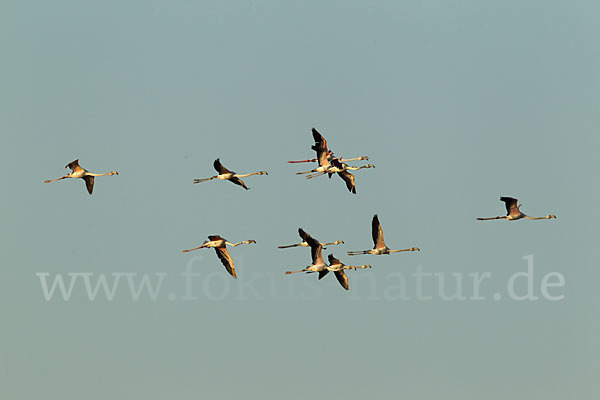 Rosaflamingo (Phoenicopterus roseus)