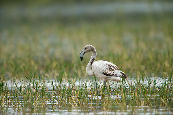 Rosaflamingo (Phoenicopterus roseus)