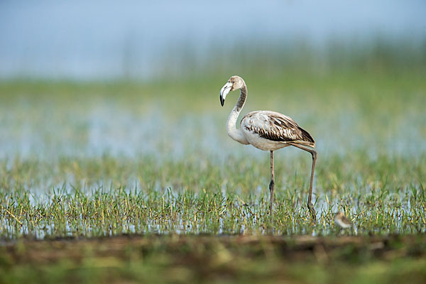 Rosaflamingo (Phoenicopterus roseus)