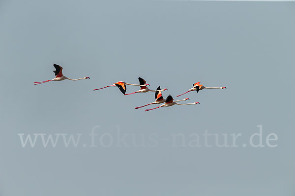 Rosaflamingo (Phoenicopterus roseus)