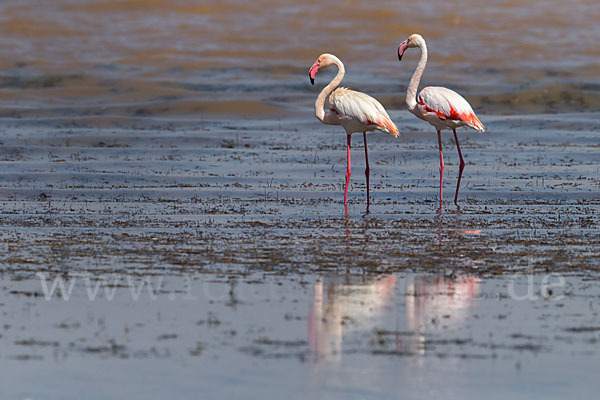 Rosaflamingo (Phoenicopterus roseus)