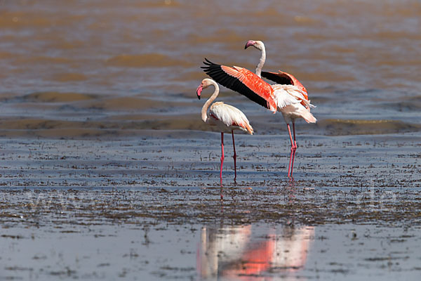 Rosaflamingo (Phoenicopterus roseus)