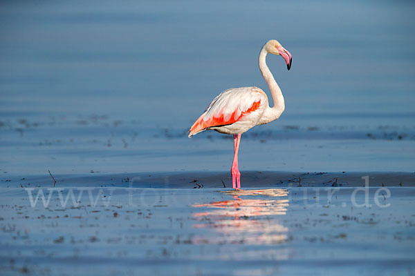 Rosaflamingo (Phoenicopterus roseus)