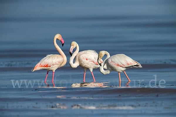 Rosaflamingo (Phoenicopterus roseus)