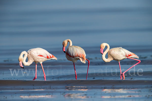 Rosaflamingo (Phoenicopterus roseus)